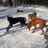 Chester Jago Simba Daisy und Peppa